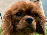 Chiot Cavalier King Charles mâle LOF né en mai 2025 à vendre