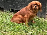 Chiot Cavalier King Charles mâle LOF né en mai 2025 à vendre