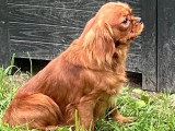 Chiot Cavalier King Charles mâle LOF né en mai 2025 à vendre