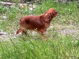 Chiot Cavalier King Charles mâle LOF né en mai 2025 à vendre