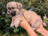 4 chiots Épagneul Tibétain LOF nés en mars 2026 à réserver