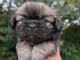 4 chiots Épagneul Tibétain LOF nés en mars 2026 à réserver