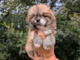 4 chiots Épagneul Tibétain LOF nés en mars 2026 à réserver