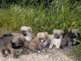 4 chiots Épagneul Tibétain LOF nés en mars 2026 à réserver