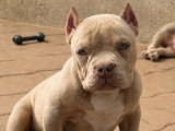 Chiot Exotique Bully mâle tricolore lilac à vendre non LOF né en janvier 2026