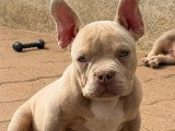 Chiot Exotique Bully mâle tricolore lilac à vendre non LOF né en janvier 2026