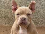 Chiot Exotique Bully mâle tricolore lilac à vendre non LOF né en janvier 2026