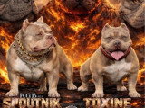 Chiot Exotique Bully mâle tricolore lilac à vendre non LOF né en janvier 2026