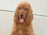 Chiot femelle Cocker Spaniel Anglais LOF d'octobre 2025 à vendre