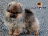 Chiot Spitz Nain mâle orange charbonné à vendre LOF février 2026