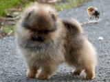 Chiot Spitz Nain mâle orange charbonné à vendre LOF février 2026