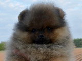 Chiot Spitz Nain mâle orange charbonné à vendre LOF février 2026
