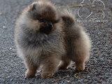 Chiot Spitz Nain mâle orange charbonné à vendre LOF février 2026