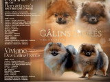 Chiot Spitz Nain mâle orange charbonné à vendre LOF février 2026