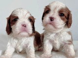 Deux chiots Cavalier King Charles blenheim LOF d'avril 2026 à réserver