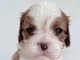 Deux chiots Cavalier King Charles blenheim LOF d'avril 2026 à réserver