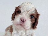 Deux chiots Cavalier King Charles blenheim LOF d'avril 2026 à réserver