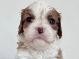 Deux chiots Cavalier King Charles blenheim LOF d'avril 2026 à réserver