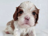 Deux chiots Cavalier King Charles blenheim LOF d'avril 2026 à réserver
