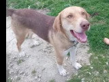 Adoption disponible : chiot femelle de 8 mois au pelage marron et blanc