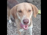 Adoption disponible : chiot femelle de 8 mois au pelage marron et blanc