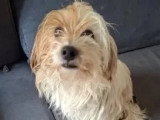 En attente d'adoption : chien de 8 ans au pelage marron et blanc