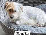 En attente d'adoption : chien de 8 ans au pelage marron et blanc