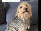 Prêt pour l'adoption : chien de 8 ans au pelage noir et beige