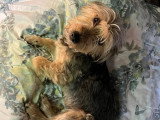 Prêt pour l'adoption : chien de 8 ans au pelage noir et beige