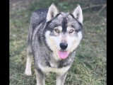 Disponible à l'adoption : chien Husky de Sibérie de 4 ans au pelage gris et blanc