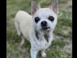 En attente d'un foyer : chien Chihuahua de 11 ans au pelage beige