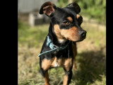 Disponible à l'adoption : chien Pinscher Nain d'un an au pelage noir et feu