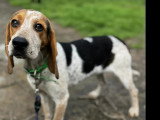 À la recherche d'une famille : chienne Beagle d'un an au pelage tricolore