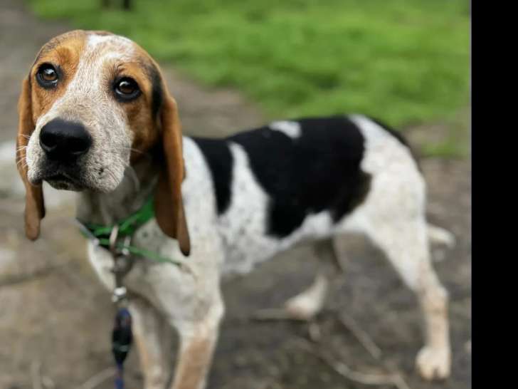 À la recherche d'une famille : chienne Beagle d'un an au pelage tricolore