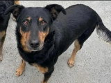 En attente d'adoption : chien Beauceron de 11 ans au pelage noir et feu