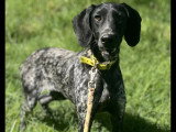 Prête pour l'adoption : chienne Braque Allemand de 3 ans au pelage noir et blanc