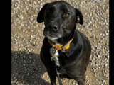 À adopter : chien Labrador de 4 ans au pelage noir