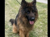 Disponible à l'adoption : chien Berger Allemand d'un an au pelage noir et feu