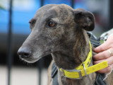 Luna, femelle Galgo douce et patiente à adopter en association