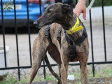 Luna, femelle Galgo douce et patiente à adopter en association
