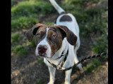 Chien bringé d'un an en quête d'un foyer