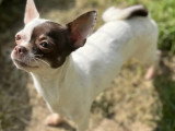 Chienne Chihuahua marron et blanche d'un an disponible à l'adoption