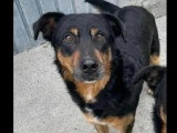 Chien Beauceron noir et beige de 11 ans à adopter