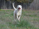 Katya, merveilleuse Podengo Portugais blanche à adopter en association