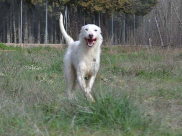 Katya, merveilleuse Podengo Portugais blanche à adopter en association