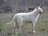 Katya, merveilleuse Podengo Portugais blanche à adopter en association