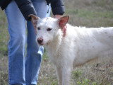 Katya, merveilleuse Podengo Portugais blanche à adopter en association
