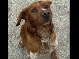 Chien Épagneul Breton marron et blanc de 6 ans en attente d'un foyer