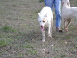 Masha, jeune femelle Podenca Barbuda à adopter en association