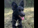 Chienne Border Collie noire d'un an en attente d'un foyer